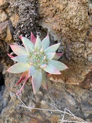 Dudleya candelabrum