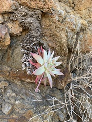 Dudleya candelabrum