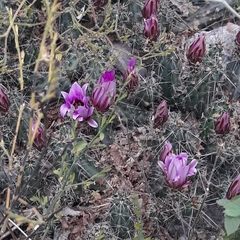 Echinocereus berlandieri
