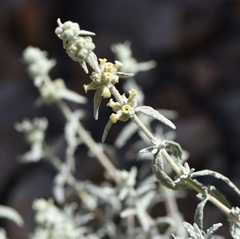 Buddleja utahensis