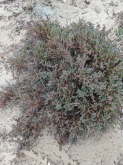Threlkeldia diffusa