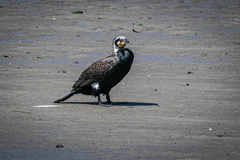 Phalacrocorax carbo