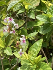 Pseuderanthemum maculatum