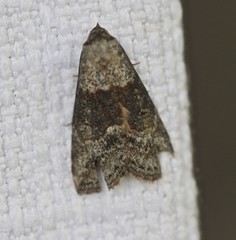 Calathusa cyrtosticha