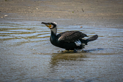 Phalacrocorax carbo