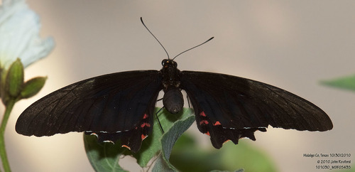 Ruby-spotted Swallowtail photo 6