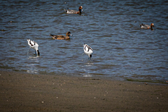 Recurvirostra avosetta