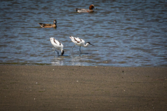 Recurvirostra avosetta