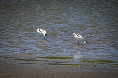 Recurvirostra avosetta