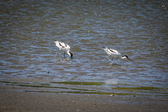 Recurvirostra avosetta