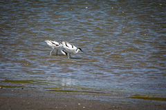 Recurvirostra avosetta