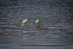 Recurvirostra avosetta