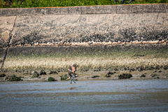 Pandion haliaetus haliaetus