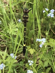 Macromia