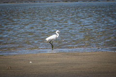 Egretta garzetta garzetta