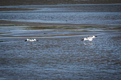 Recurvirostra avosetta