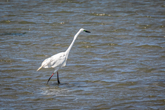 Ardea alba modesta