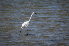 Ardea alba modesta
