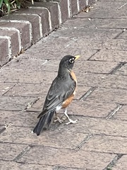 Turdus migratorius