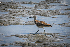 Numenius phaeopus