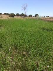 Melilotus officinalis