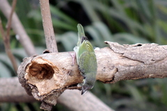 Psilopogon haemacephalus