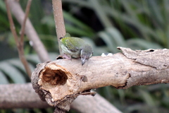 Psilopogon haemacephalus