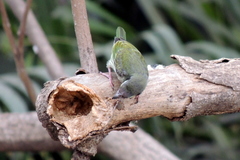 Psilopogon haemacephalus