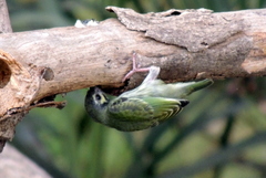 Psilopogon haemacephalus