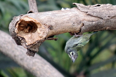 Psilopogon haemacephalus