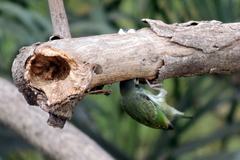 Psilopogon haemacephalus