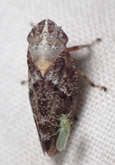 Aphrophora parallela