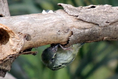 Psilopogon haemacephalus