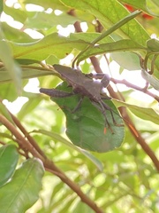 Pseudomictis obtusispinus