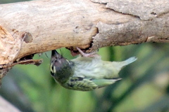 Psilopogon haemacephalus