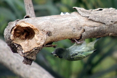 Psilopogon haemacephalus