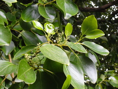 Griselinia littoralis