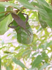 Pseudomictis obtusispinus