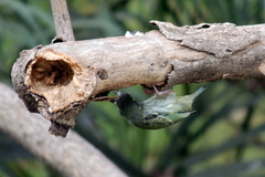 Psilopogon haemacephalus