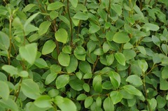 Griselinia littoralis