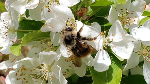 Fuzzy-Horned Bumble Bee (Bombus mixtus), a species recorded in Oregon