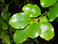 Griselinia littoralis