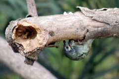 Psilopogon haemacephalus