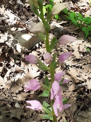 Cephalanthera kurdica
