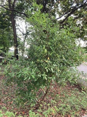 Pseudomictis obtusispinus