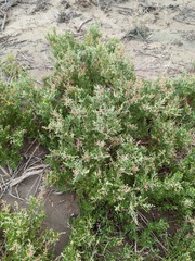 Atriplex paludosa
