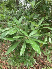 Pseudomictis obtusispinus