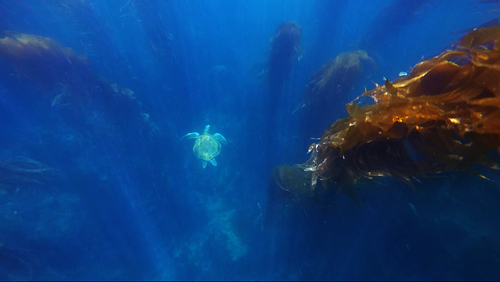 Green Sea Turtle photographed in California