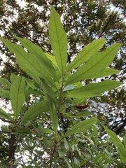 Pseudomictis obtusispinus