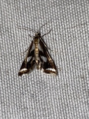 Chrysendeton imitabilis